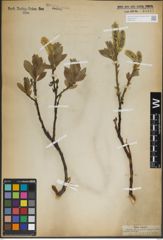 Foto von Salix lanata L.